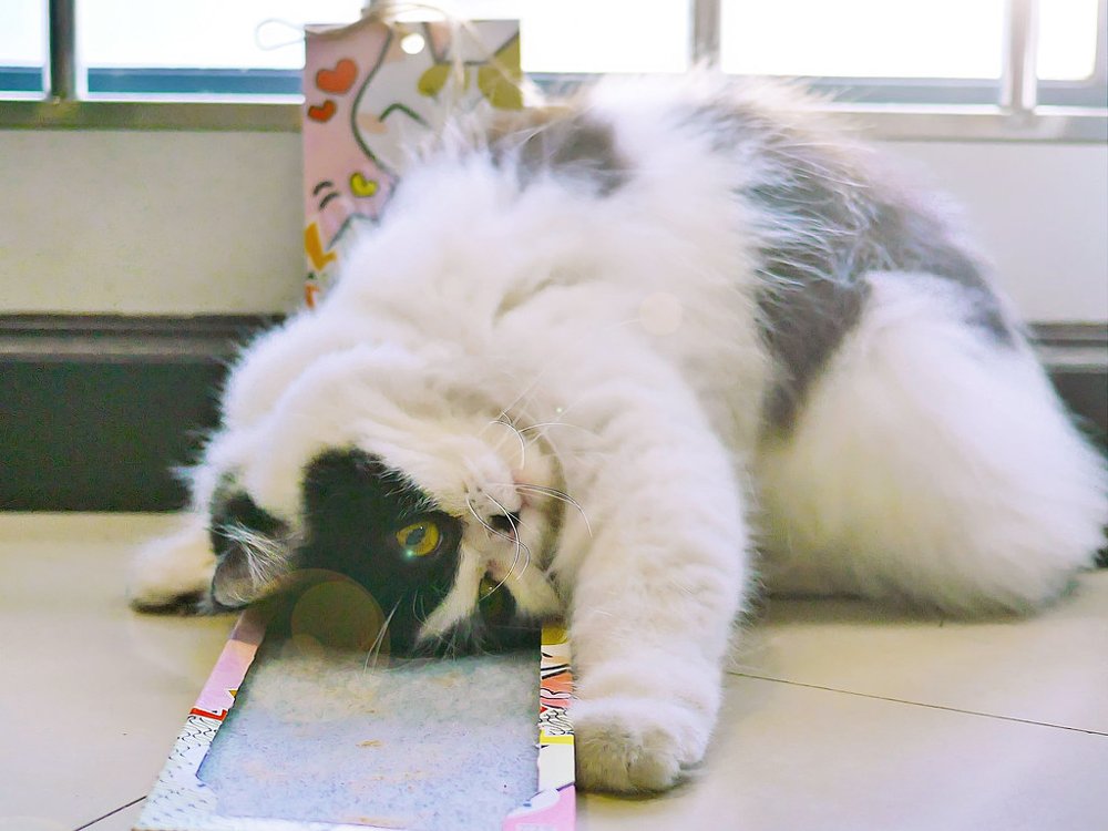Long-haired cat rubbing against a Silvervine scratchboard
