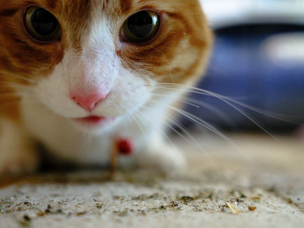 Orange-and-white cat investigating Silvervine
