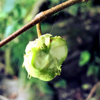 Silvervine fruit growing on a branch