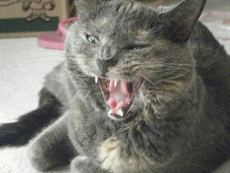 Close-up of a cat chewing a textured Silvervine stick