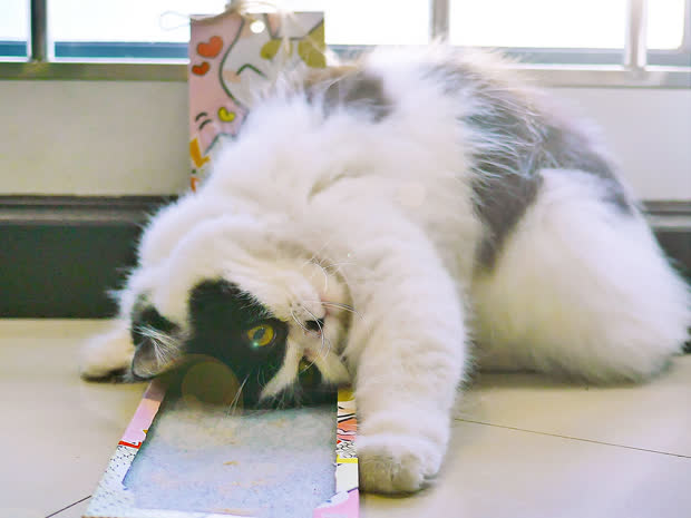 For Catnip Non-Responders