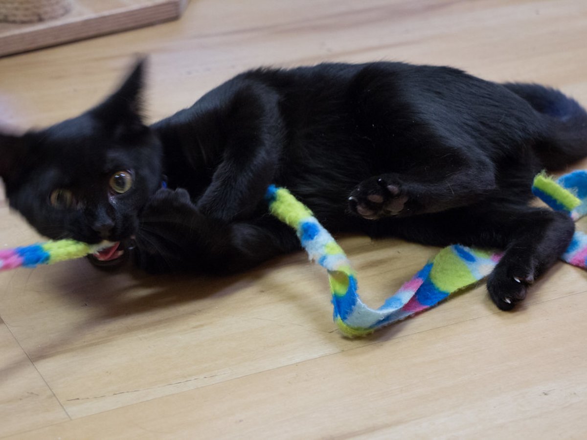 Cat using a Silvervine chew stick during supervised play